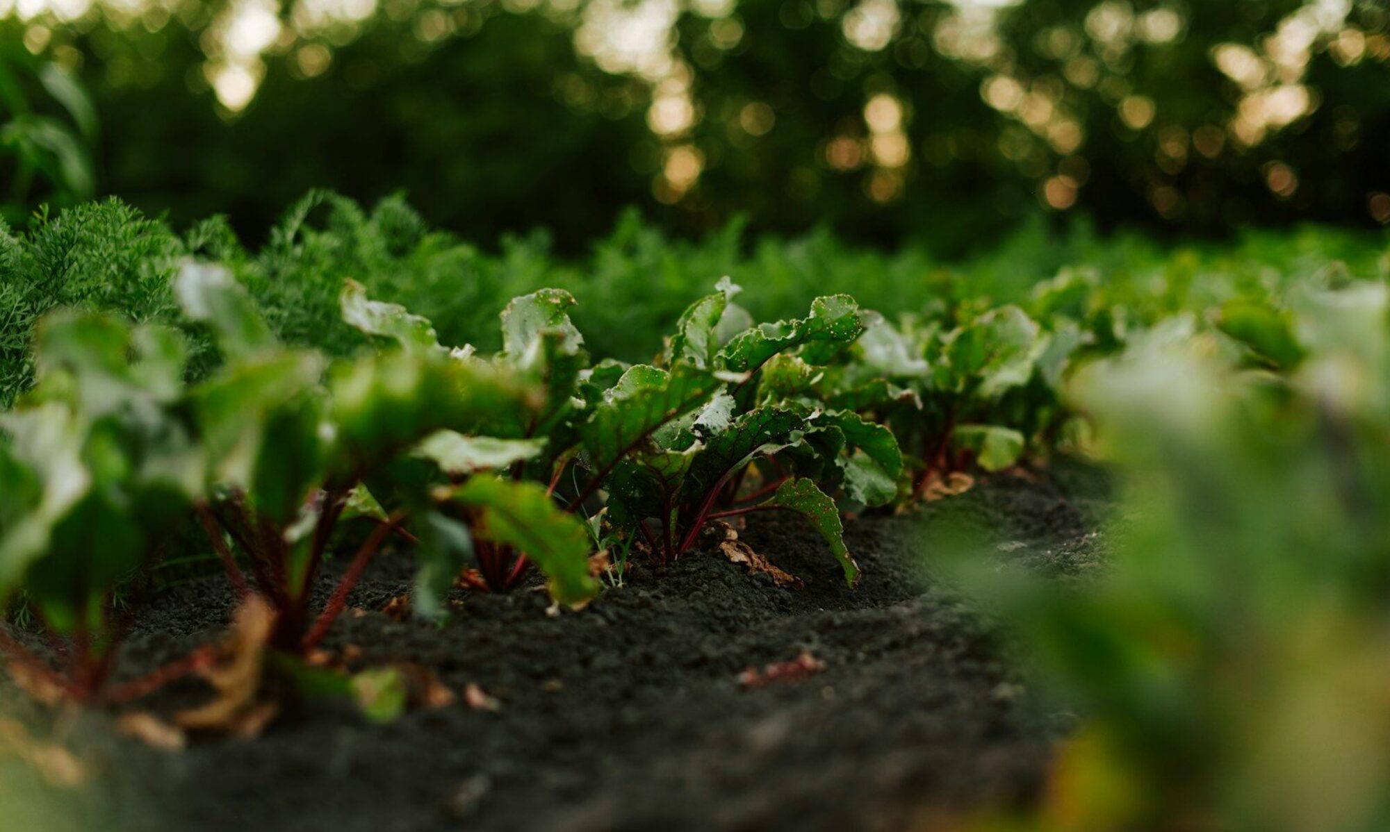 A close up of a field of green plants